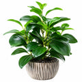 Plante Artificielle Décorative avec Pot en Céramique - 70 cm